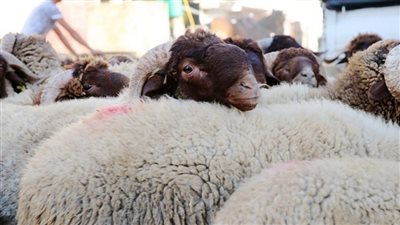 أسعار الأضاحي اليوم في محافظات مصر