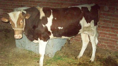 دعاء المضحي عند ذبح الأُضْحِيَّة.. اخلاص النية لوجه الله 