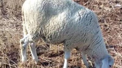 الاضحية للحاج.. الحكم الشرعي للمتمتع والقارن