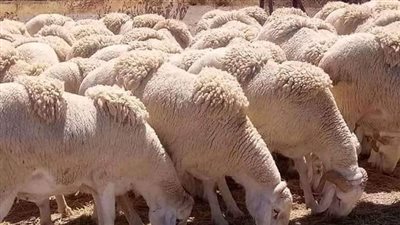 شروط ذابح الاضحية.. العقل والاسلام والمهارة