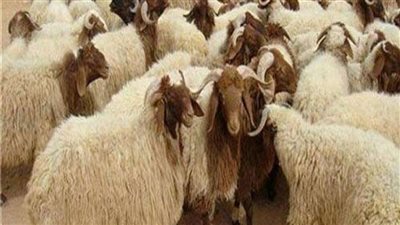 عيد الاضحي ٢٠٢٣.. أسعار العجول والخرفان مع اقتراب العيد