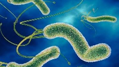 علاج جرثومة المعدة نهائيا.. بالمضادات الحيوية والطبيعة