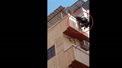 مصر.. مقطع مروع لهروب عجل وسقوطه من الدور الرابع