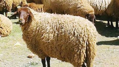 بتخفيضات تصل إلى 40%... سعر اضحية العيد 2023 في المنافذ بوزارة الزراعة