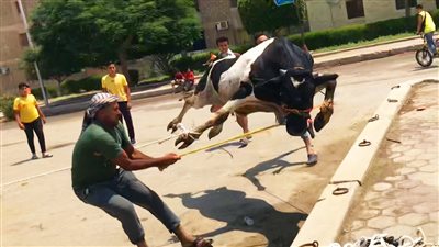 دمرت المكان.. فيديو يوثق عجول هاربة من 