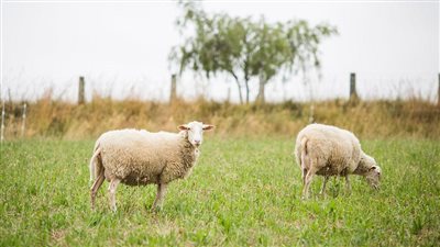 في رابع أيام العيد.. خطوات طلب الأضحية من منصة إحسان (رابط)