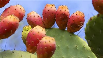 فوائد التين الشوكي في موسمه.. 6 منافع مذهلة تعرف عليها