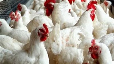 أسعار الدواجن والبيض اليوم الأربعاء 12_7_2023