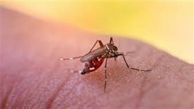 علاج حمي الضنك.. من الممكن السيطرة التامة على المرض