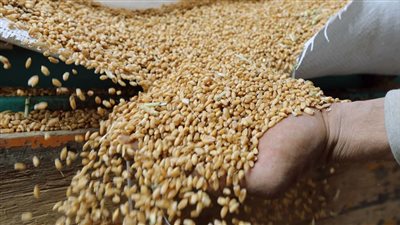  بعد إنهاء اتفاق الحبوب... ما هي خطة موسكو لتصدير الغذاء للدول المحتاجة؟