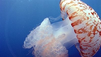 مرهم لعلاج لسعة قنديل البحر.. وعلاجات منزلية أخرى بالخل والليمون