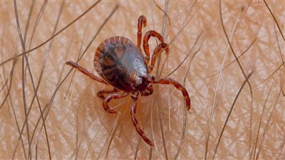 وفاة 70 شخصا هذا العام.. حمى «القرم -الكونغو» تجتاح أفغانستان