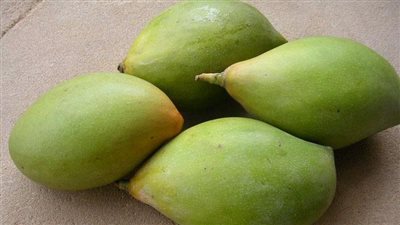 مفاجأة.. تعرف على علاقة المانجو بمحاربة السرطان (فيديو)