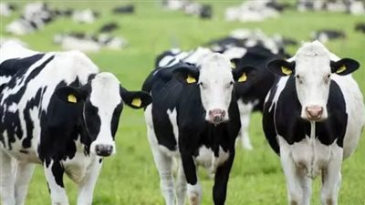 السعودية.. خطوات الاستعلام دعم المواشي برقم الهوية 1444 ومتى ينزل الدعم والشروط المطلوبة (رابط)