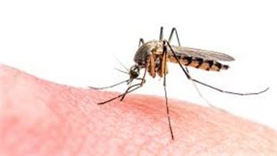 متى تكون لدغة الحشرات خطيرة.. احذر 12 علامة تستدعي زيارة الطبيب