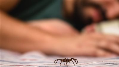 أعراض لدغ الحشرات السامة.. انتبه في رحلات السفاري لهذه العلامات