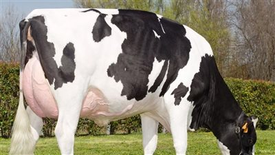 ألمانيا تحظر تصدير المواشي إلى مصر.. ما السبب؟