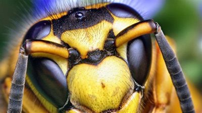 بسيطة ومركبة.. كم عدد عيون النحلة؟