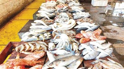 أسعار السمك اليوم الاثنين 21 أغسطس 2023
