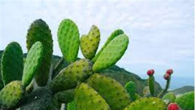 مرطب جيد للبشرة ومليء بالمعادن.. فوائد لا تعرفها بشأن نبات الصبار