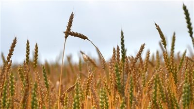 تطورات جديدة بشأن صفقة القمح بين مصر والهند.. ما القصة؟