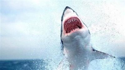 قرش دهب.. صورة التقرير الطبي تكشف تفاصيل الواقعة وحجم الإصابة 