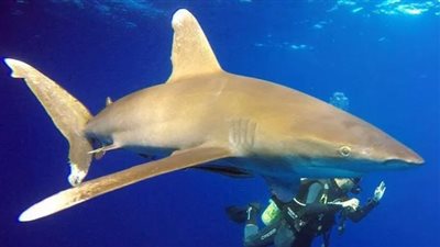 حادث بشع.. فيديو يثير الزعر لقرش دهب.. وتحرك فوري من السلطات المصرية 