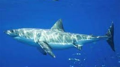 كواليس التقرير الطبي في واقعة 