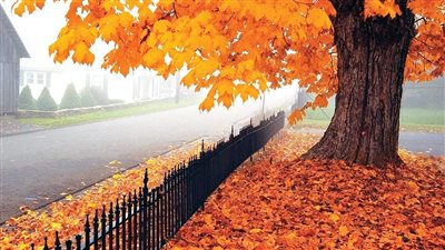 وداعًا فصل الصيف.. البحوث الفلكية: الخريف يبدأ السبت المقبل ويستمر 89 يومًا