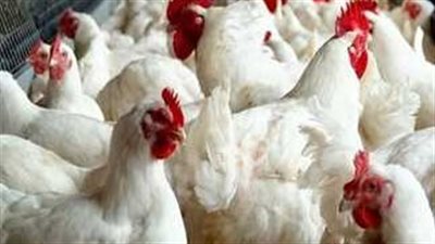 أسعار الدواجن اليوم الثلاثاء 26_9_2023