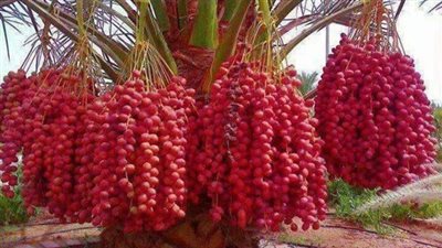 طريقة عمل مربى البلح الزغلول..5 أسرار لنجاحها من أول مرة