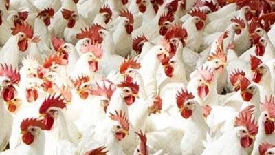  أسعار الدواجن والبيض الخميس 28_9_2023