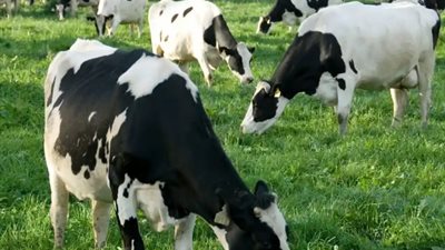 خطوات التسجيل الإلكتروني في مساعدات مالية لدعم مرابي صغار المواشي في السعودية