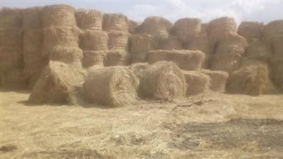 وزير الزراعة يوجه بتكثيف حملات التوعية بمنظومة تجميع وتدوير قش الأرز 