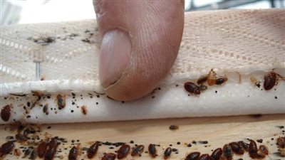 مخاطر بق الفراش وكيفية التخلص منه نهائيا 