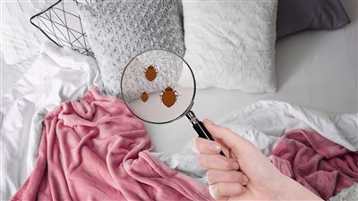 كيفية التخلص من بق الفراش بـ 6 خطوات أساسية