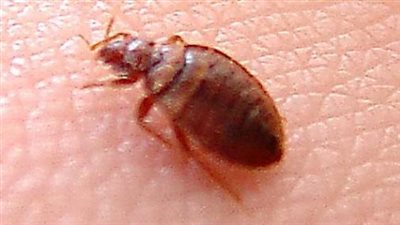 حقيقة انتشار حشرة البق في مصر 