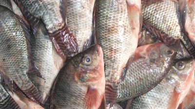 أسعار السمك والجمبري اليوم الأربعاء 18_ 10_ 2023