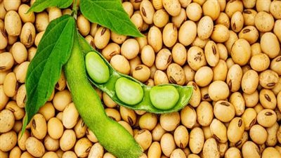 مصر.. الإفراج عن 319 ألف طن أعلاف 