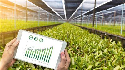 مصر.. مزادات علنية بحضور المزارعين وشركات التجارة.. والبيع يتم بموافقة صاحب المحصول