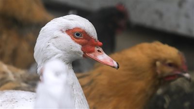 حقيقة تفشي انفلونزا الطيور في مصر