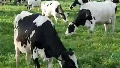  شروط الحصول على الدعم مربي المواشي بالسعودية