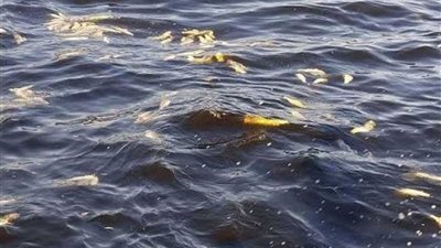 مصر.. حقيقة تداول أسماك نافقة بالأسواق بعد ظهورها على سواحل ميناء الإسكندرية