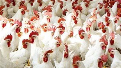  أسعار الدواجن والبيض اليوم السبت 18 نوفمبر 2023