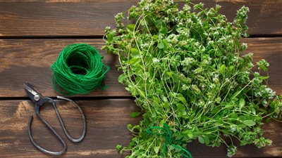 ما هي المشروبات التي تنزل التكيسات؟.. 5 أعشاب مهمة جدًا لتنظيم الهرمونات