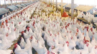 أسعار الدواجن اليوم الخميس 23 نوفمبر 2023