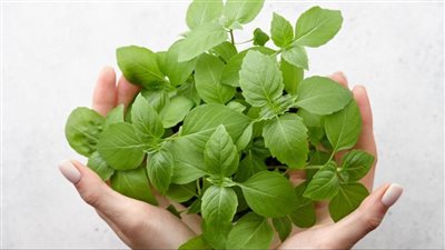 فوائد الريحان واستخداماته المذهلة.. 7 منافع أبرزها علاج السعال في الشتاء