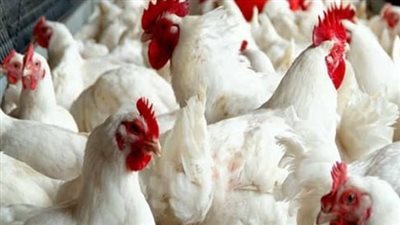 أسعار الدواجن في مصر اليوم السبت 3_ 12_ 2023