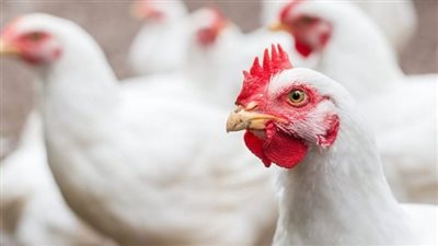 سعر الدواجن اليوم الأربعاء 6-12-2023