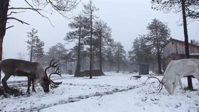 بسبب التغير المناخي.. سيبيريا تعاني من انخفاض حاد بدرجات الحرارة (انفوجراف)